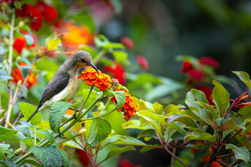 Closeup of a female Orange-breasted Sunbird (Anthobaphes violacea) in Ecopark Arusha National Park in Tanzania East Africa