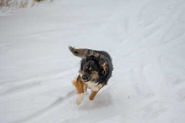 Dog posing outdoors running fast on a snow in winter. Winter concept. High quality photo.