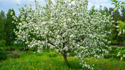 Apple or plum blossom. Tree with white flowers on lawn with yellow dandelions against background of birches and river on summer day. Spring flowering