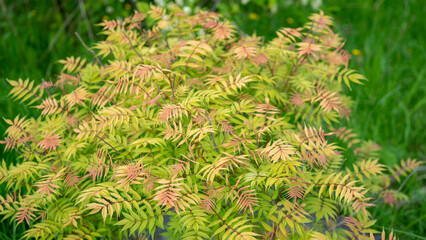 Young rowan tree on spring or summer day against backdrop of lush green grass