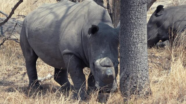 Rhinoceros standing near tree on a sunny day in the Matobo National Park in Zimbabwe, Africa