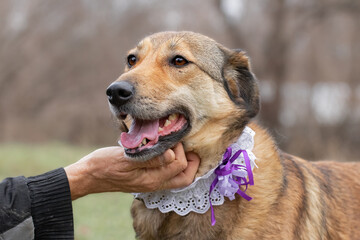 Dog in frill collar. Pet portrait in jabot.Elegant beautiful dog on a walk with the owner.