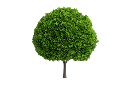 Lush green tree with a round canopy and sturdy trunk standing on a transparent background showcasing vibrant foliage and natural beauty ideal for various design applications