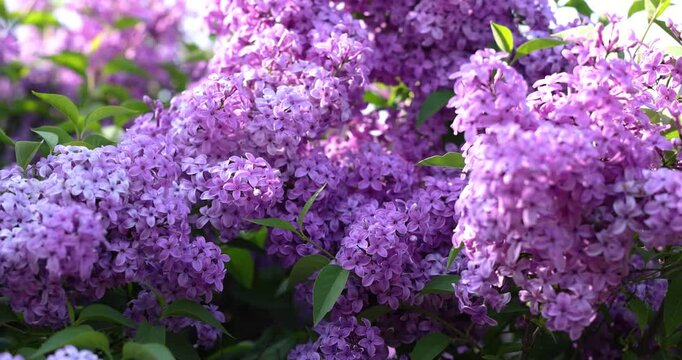 Gentle lilac flowers swaying in the breeze