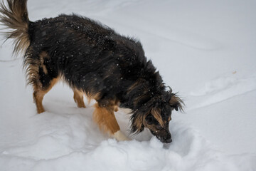 Dog posing outdoors running fast on a snow in winter. Winter concept. High quality photo.