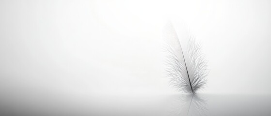 Obraz premium a white feather on a gray surface