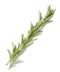 fresh green rosemary