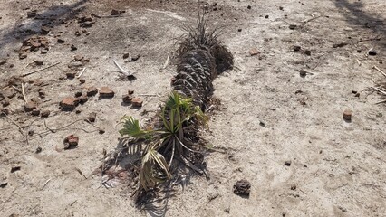 Carnaúba pequena e caída, mas com vida em meio a vegetação da caatinga no nordeste e sertão do Brasil