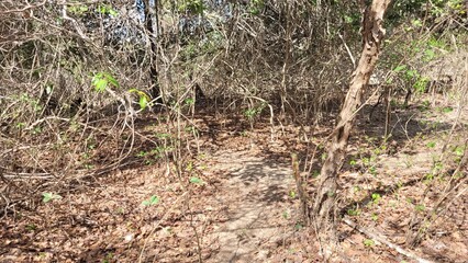 Vegetação da caatinga no nordeste do Brasil