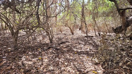 Vegetação da caatinga no nordeste do Brasil