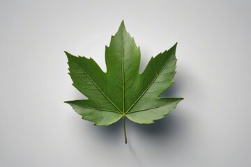 arafed leaf on a white surface with a shadow