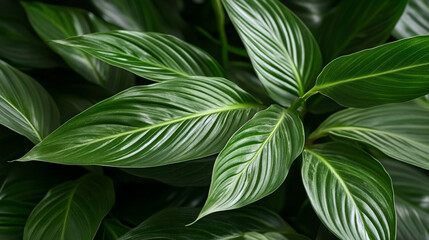 Lush green leaves of a tropical plant displaying vibrant texture and detail in a natural setting