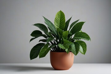 Obraz premium there is a plant that is sitting in a pot on a table