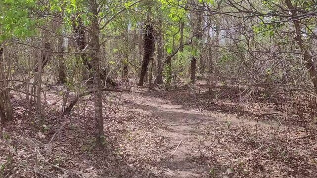 Rotacionando em meio a vegeta&ccedil;&atilde;o da caatinga no nordeste e sert&atilde;o do Brasil