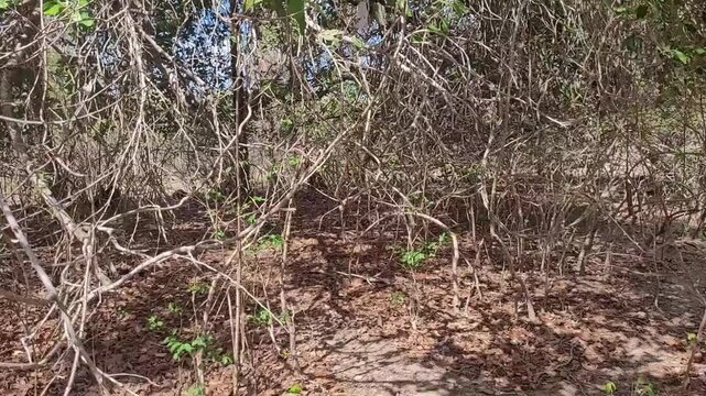 Caminhada em meio a vegeta&ccedil;&atilde;o da caatinga no nordeste e sert&atilde;o do Brasil