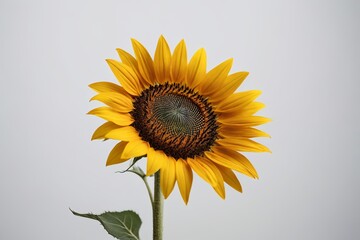 Obraz premium there is a yellow sunflower with a green stem in a vase