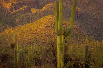 A beautiful desert scene featuring tall saguaro cacti illuminated by golden sunset light, showcasing the rugged terrain of a natural habitat. Ideal for nature, desert ecosystems, and outdoor landscape
