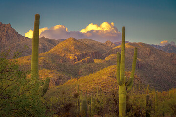A tranquil view of a desert environment featuring tall Saguaro cacti, rugged mountains, and a golden sunset enhancing the atmosphere.