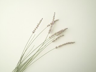 Fototapeta premium lavender flowers on white background