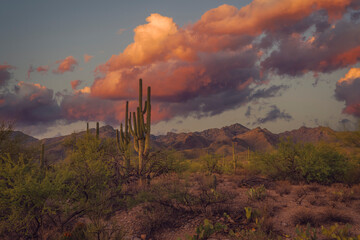 A stunning desert landscape featuring iconic Saguaro cacti silhouetted against a sunset sky with colorful clouds, creating a peaceful and captivating natural scene.