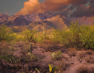 A mesmerizing desert scene featuring iconic cactus plants, rugged mountains, and a vivid sunset sky. Capturing the beauty, tranquility, and warm light of the American Southwest desert.