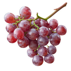 Fototapeta premium Bunch of red grapes on a branch, isolated, transparent background 