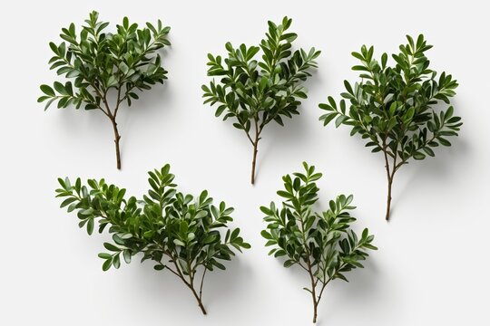 a close up of a bunch of plants on a white surface