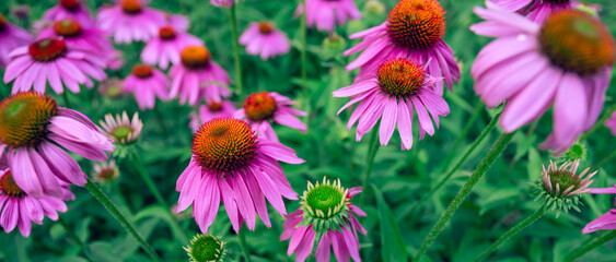 close up view of a bunch of pink wildflowers blooming on a summer day