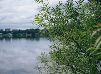 view of a calm lake in summer and trees with green leaves with clouds in the sky and bush in the foreground