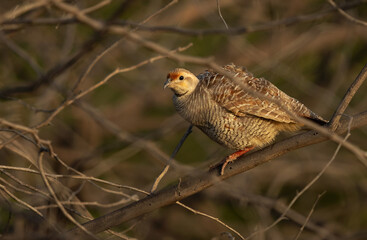 Grey francolin perched on acacia tree at Hamala, Bahrain