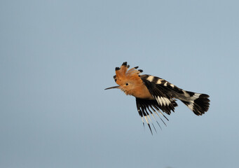 Hoopoe in flight at Jasra, Bahrain © Dr Ajay Kumar Singh