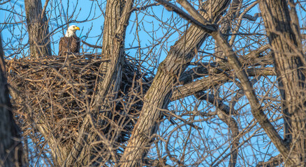 Bald eagle sitting in its nest.