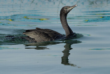 Portrait of a Socotra cormorant at Busaiteen coast, Bahr