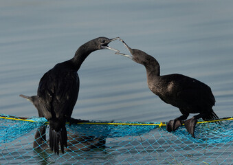 A pair of Socotra cormorant fighting perched on fishing net  at Busaiteen coast, Bahrain