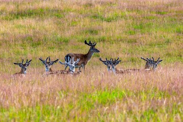 A captivating sight of a herd of reindeer