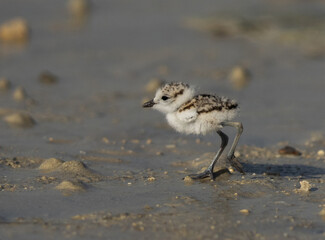 Kentish Plover chick at Busiateen coast, Bahrain