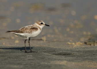  Closeup of a Greater sand plover at Busaiteen coast of Bahrain