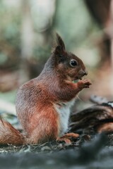 A close-up of a squirrel eating nut