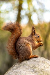 A close-up of a cute squirrel on the rock