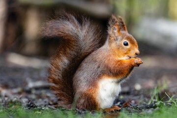 A beautiful squirrel in the woodland