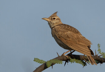 Crested Lark perched on acacia tree at Buri farm, Bahrain
