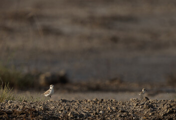Kentish Plover with chick at Asker Marsh, Bahrain