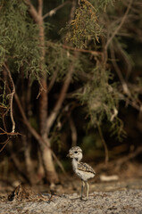Juvenile Black-winged Stilt at Asker marsh