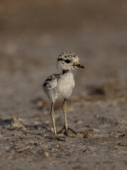 Juvenile Black-winged Stilt at Asker marsh