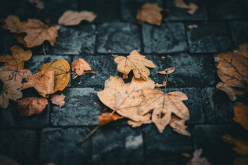 Blätter im Herbst auf Stein
