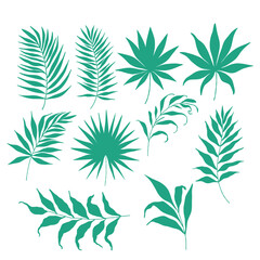 collection of green tropical leaves on a white background. Silhouette leaves 