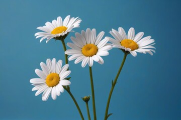 there are three white daisies in a vase on a blue background