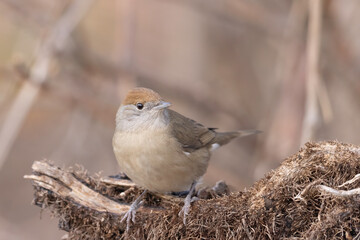 The Eurasian blackcap female(Sylvia atricapilla), common and partially migratory bird