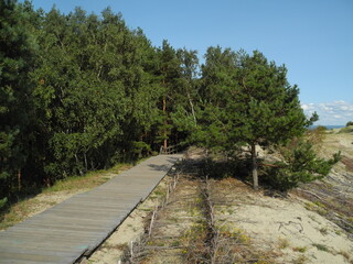 Fototapeta premium Serene coastal pathway through lush forest for nature walks and relaxation