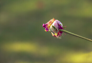 Dried stems of roses, fallen flower petals. Autumn.
